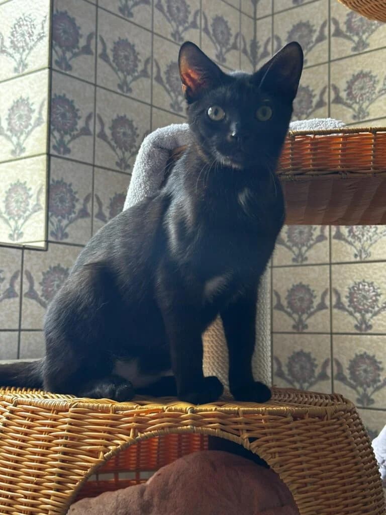 Rune und Moony – Brüder mit großem Herz, male European Shorthair for adoption at Tierheim Remscheid, Remscheid