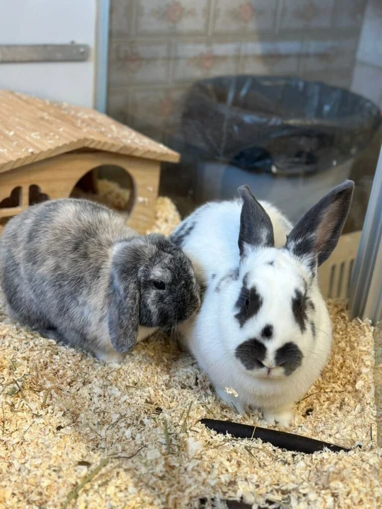 Besonderes Kaninchenpärchen, grau  6yo Mixed Breed for adoption at Tierheim Remscheid, Remscheid