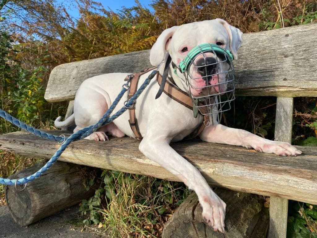 Chicco, male 7yo Dogo Argentino for adoption at Tierheim Remscheid, Remscheid