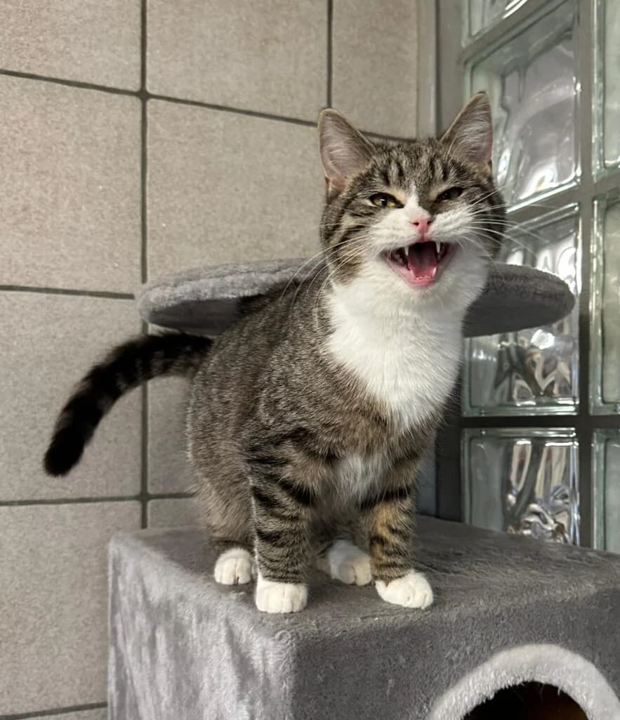 Eske, female young European Shorthair for adoption at Tierheim Remscheid, Remscheid