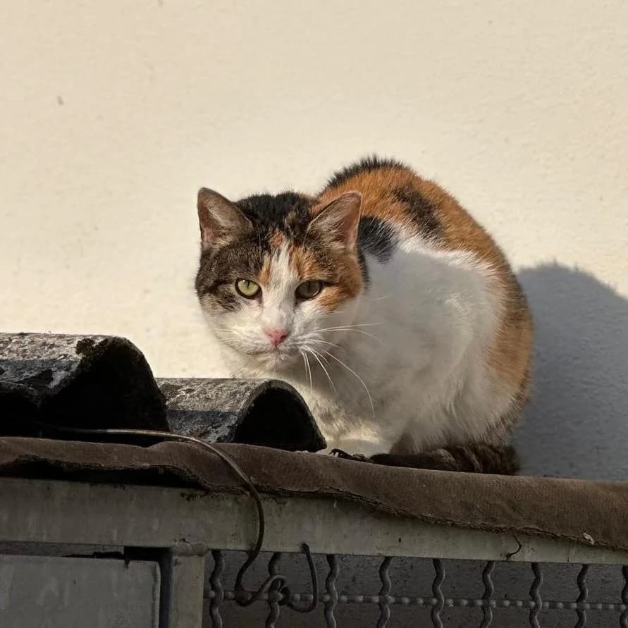Mena und Dinky – Freunde fürs Leben, female young European Shorthair for adoption at Tierheim Remscheid, Remscheid
