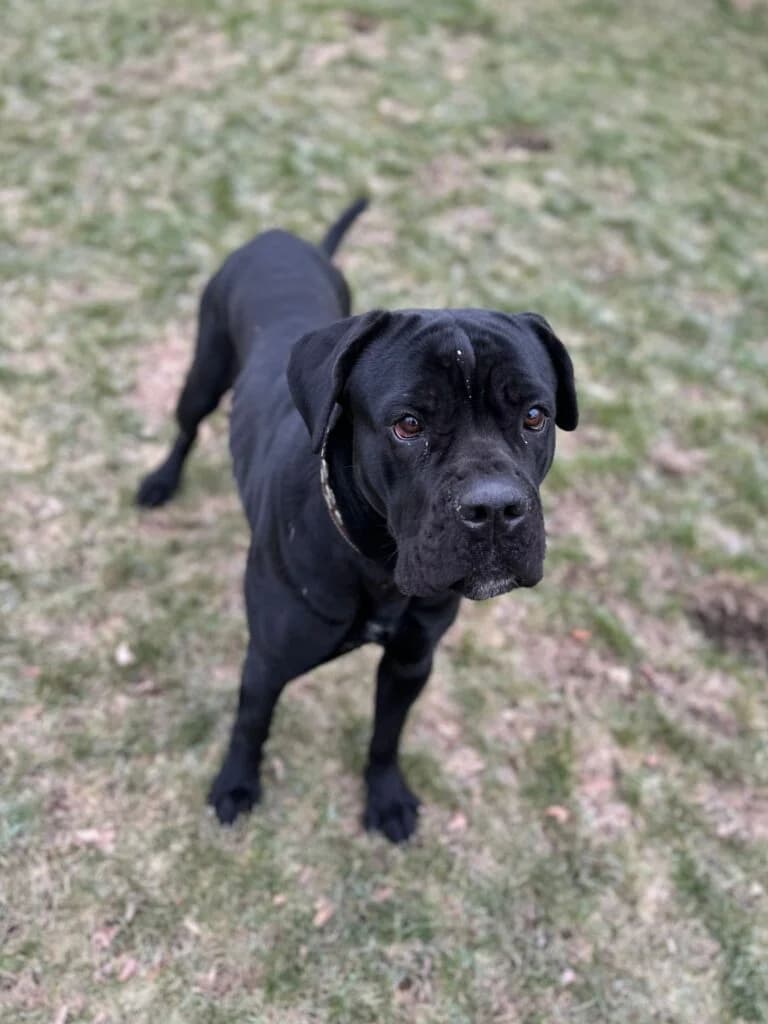 Skyler, female young Cane Corso for adoption at Tierheim Remscheid, Remscheid