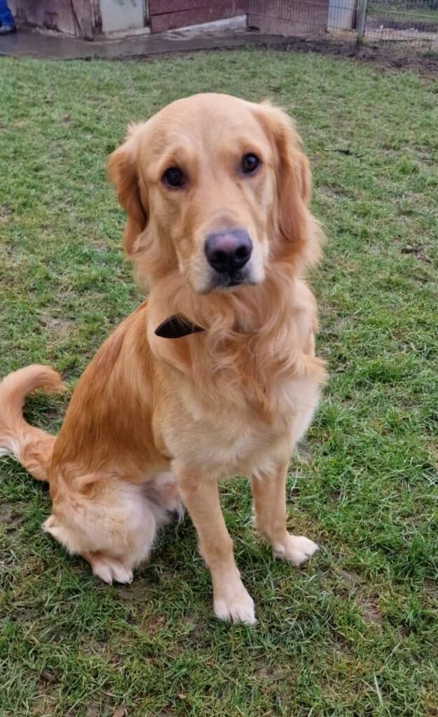Goldi Appa, golden male young Golden Retriever for adoption at Tierheim Remscheid, Remscheid