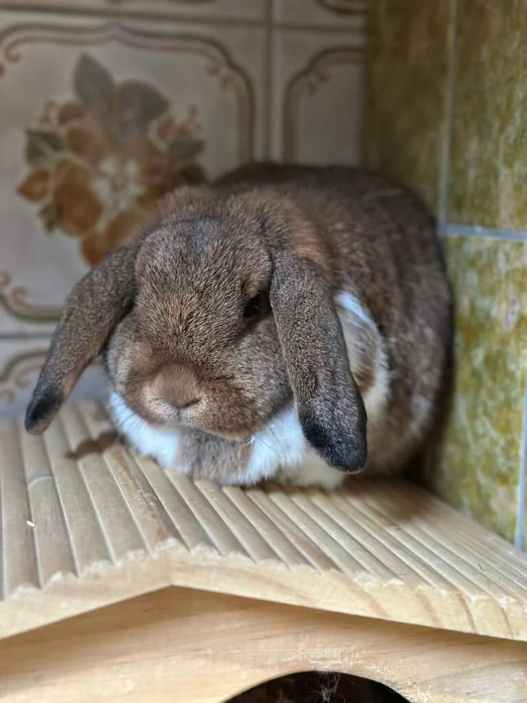 Kaninchendame Bailey,  Mixed Breed for adoption at Tierheim Remscheid, Remscheid