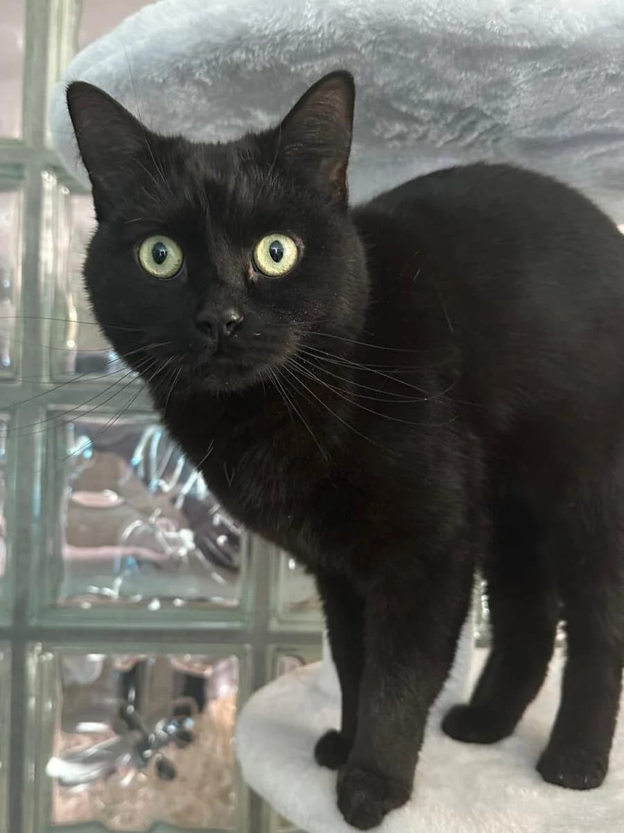 Shadow und Sali- süßes Duo, male 3yo British Shorthair for adoption at Tierheim Remscheid, Remscheid