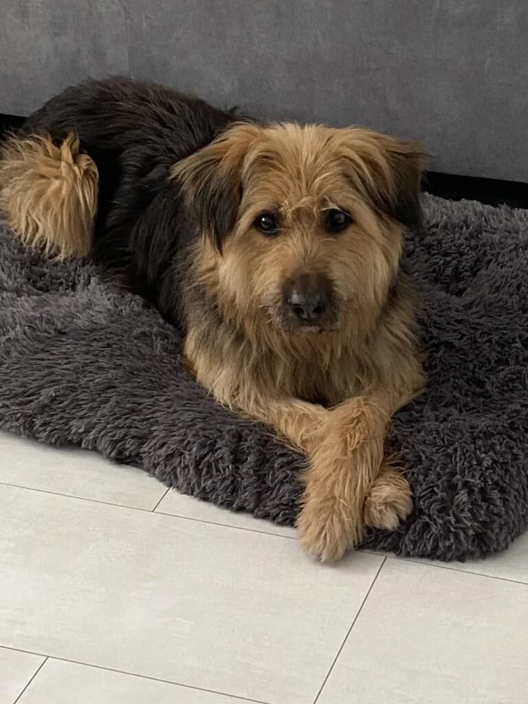 Herr Hund, male senior mixed breed for adoption at Tierheim Remscheid, Remscheid