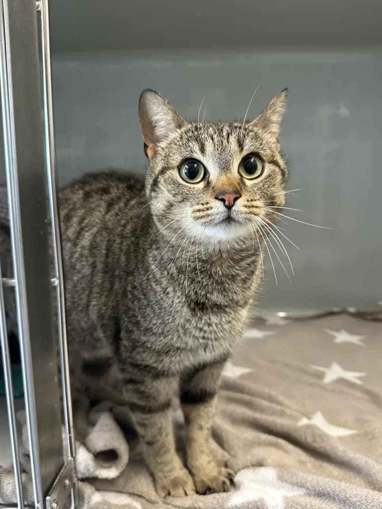 Nisha, female puppy European Shorthair for adoption at Tierheim Remscheid, Remscheid