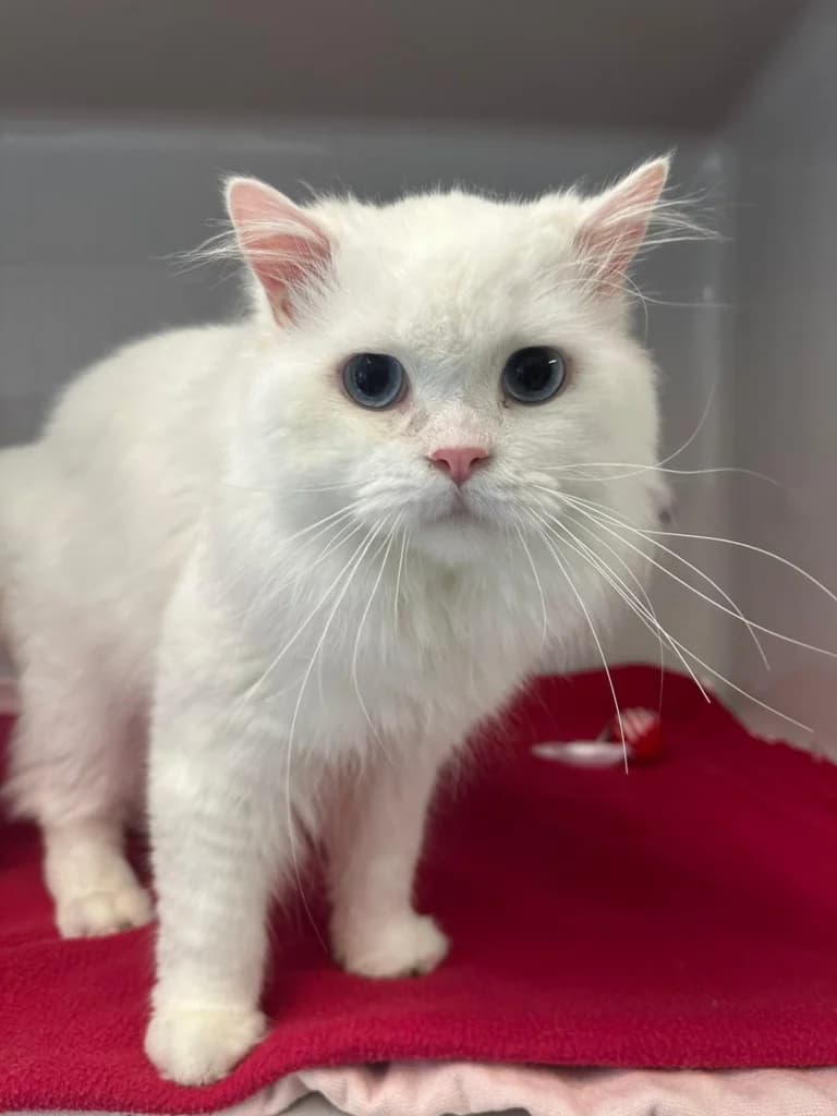 Shiro,  (Tierheim Remscheid)
