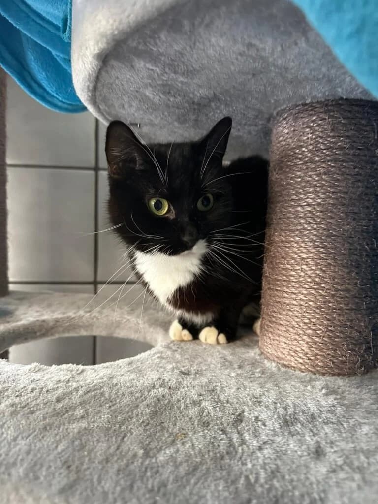Mia – süße Schmusekatze, female 3yo European Shorthair for adoption at Tierheim Remscheid, Remscheid