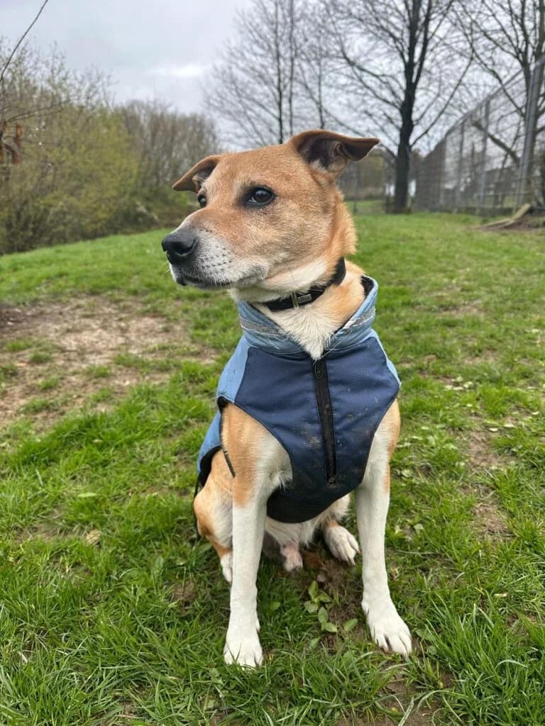 Olaf, male senior Mixed Breed for adoption at Tierheim Remscheid, Remscheid