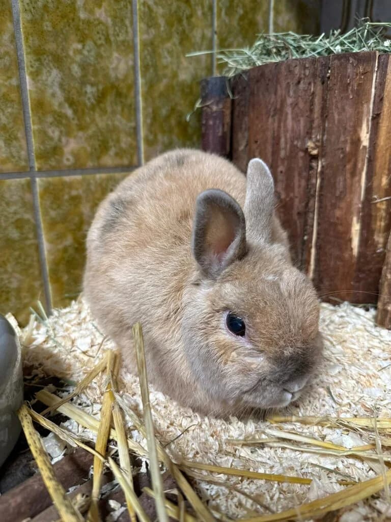 Kaninchen Fred,  senior Mixed Breed for adoption at Tierheim Remscheid, Remscheid