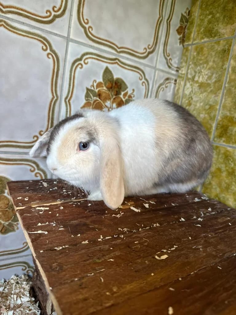 Kaninchenbock Jill, female senior Mixed Breed for adoption at Tierheim Remscheid, Remscheid