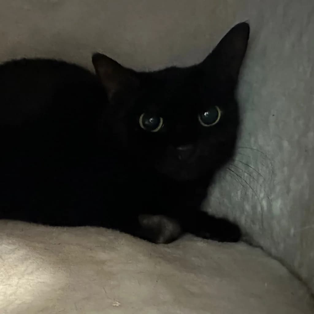 Milli, female 4yo European Shorthair for adoption at Tierheim Remscheid, Remscheid