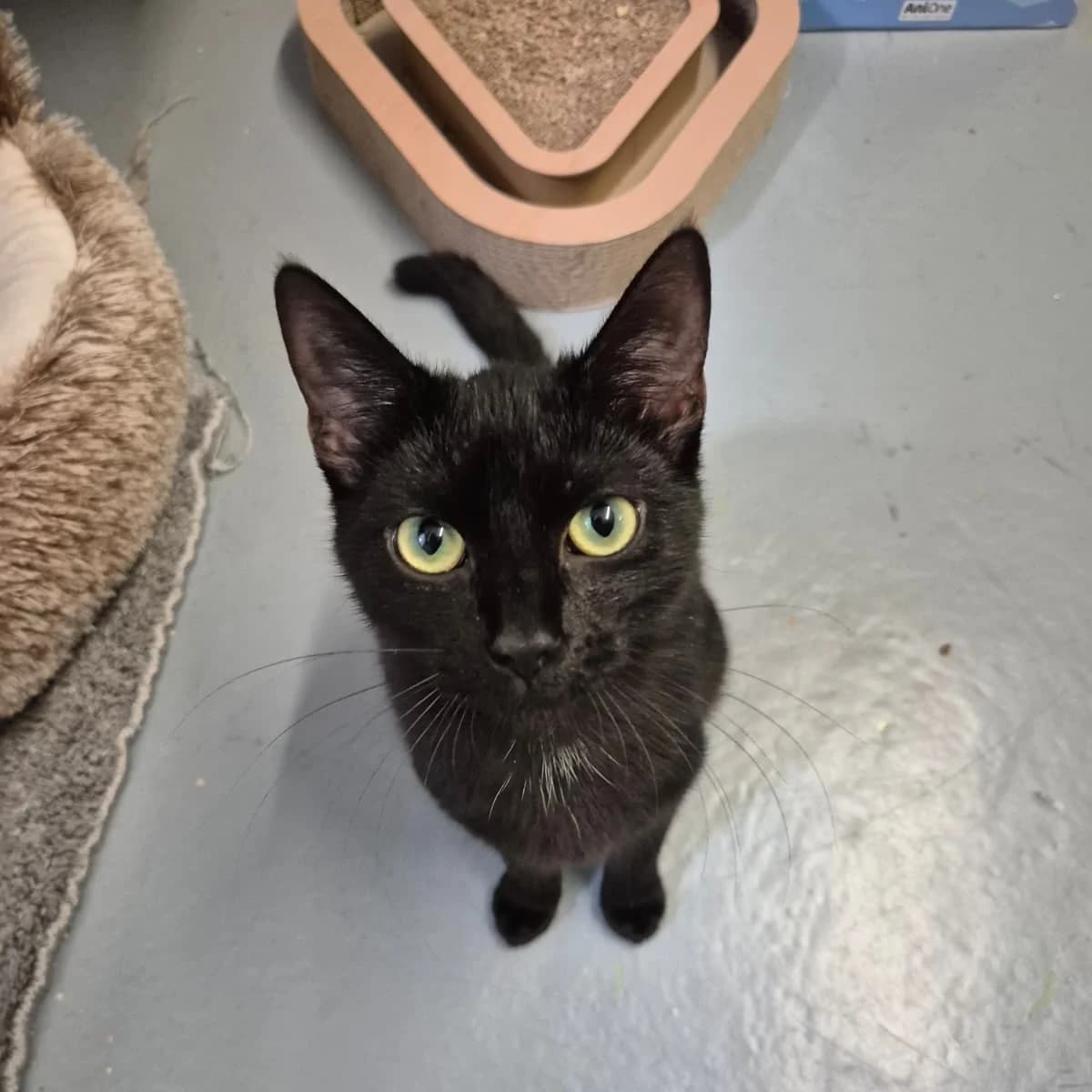 Miau Diva, female puppy European Shorthair for adoption at Tierheim Remscheid, Remscheid