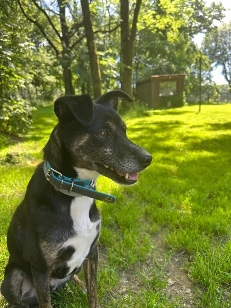 Karma & Boby, Mixed Breed (Tierheim Remscheid)