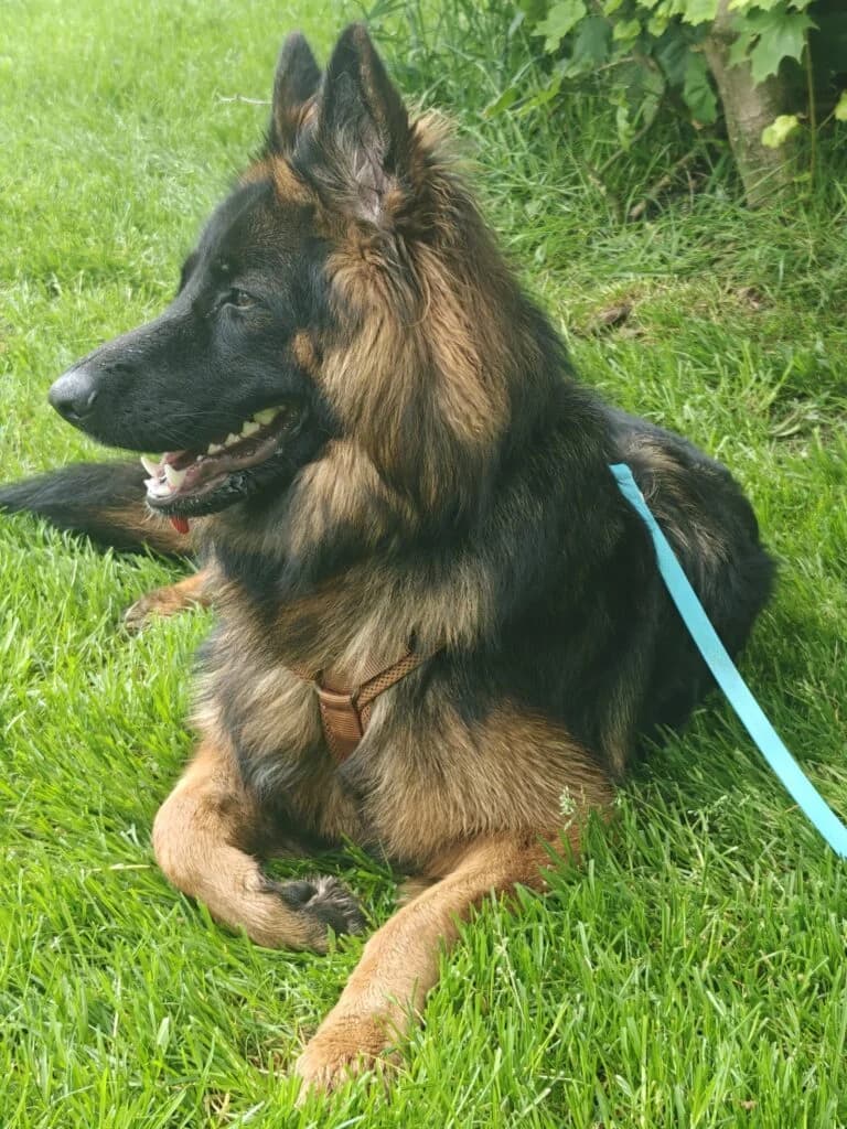 Hübsche Mika, German Shepherd (Tierheim Remscheid)