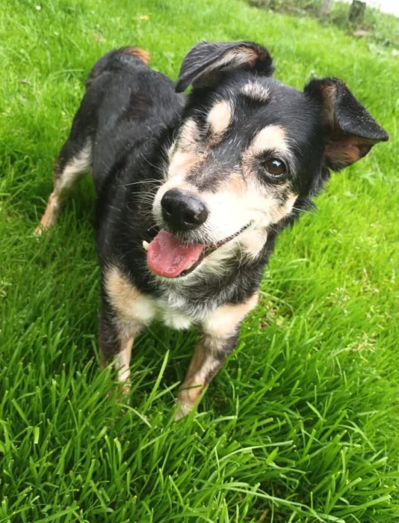 Oldie, male senior Mixed Breed for adoption at Tierheim Remscheid, Remscheid