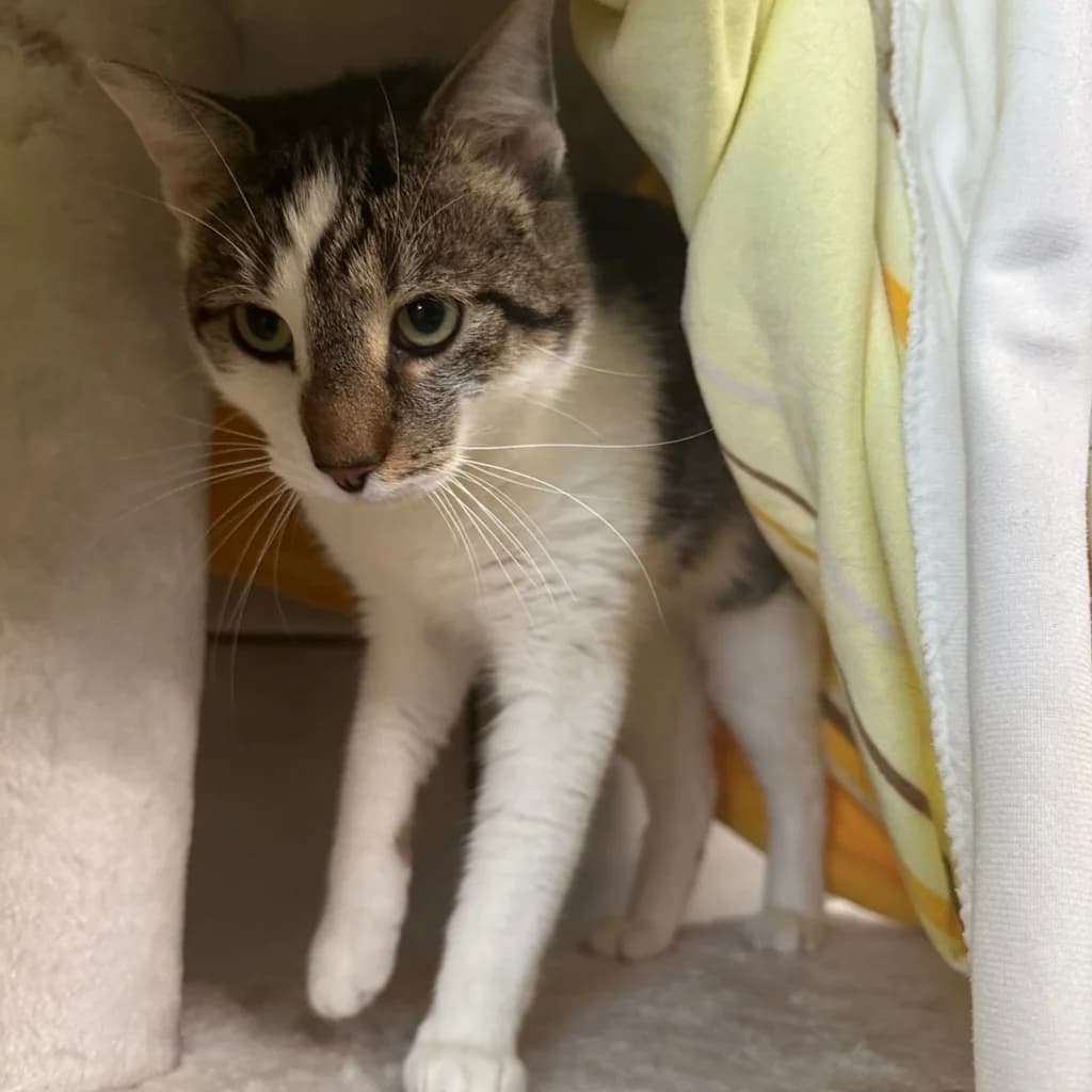 Tom und Jerry, male young European Shorthair for adoption at Tierheim Remscheid, Remscheid