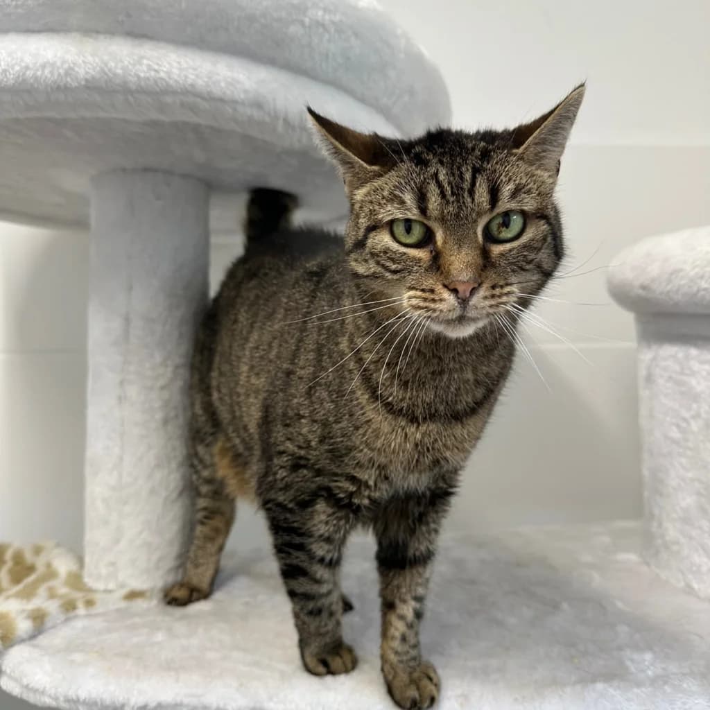 Mücke, female senior European Shorthair for adoption at Tierheim Remscheid, Remscheid