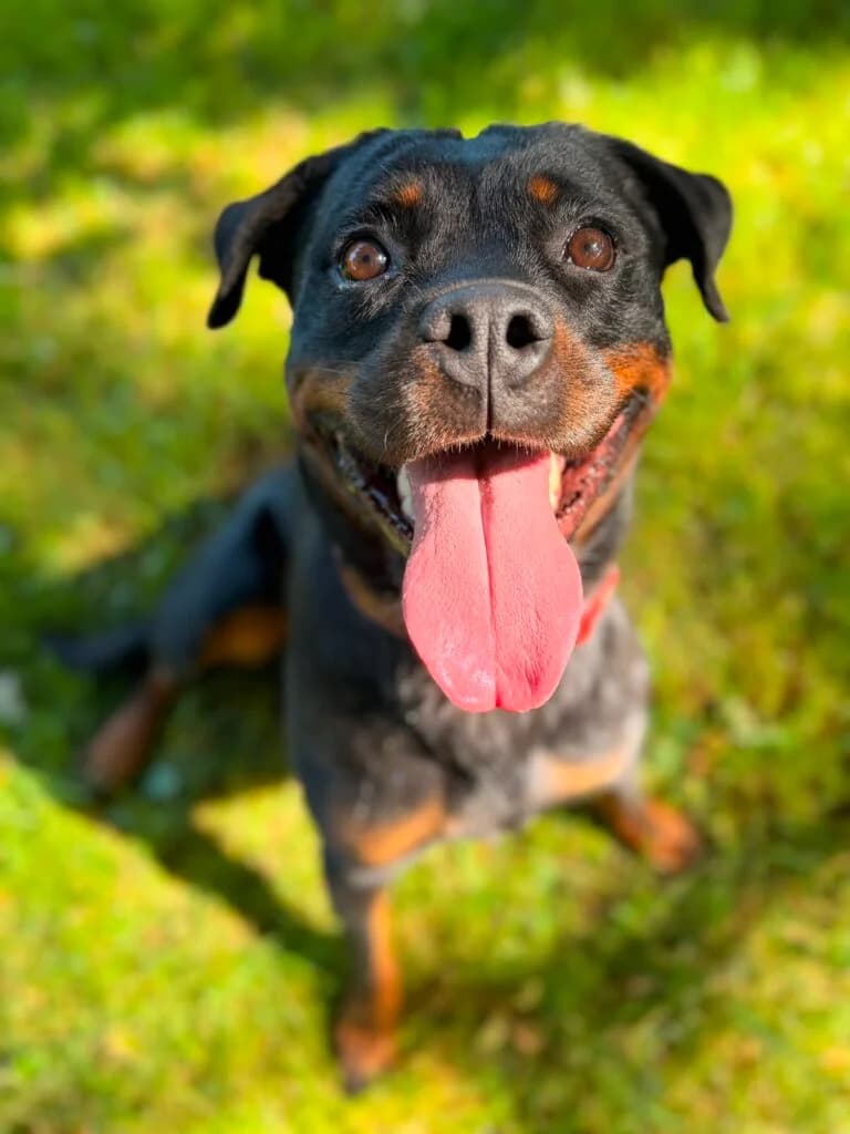 Rottweilerdame Raja, female puppy Rottweiler for adoption at Tierheim Remscheid, Remscheid