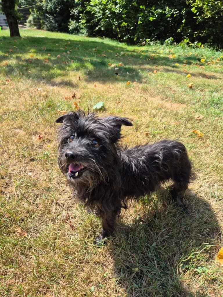 Zuhause oder Endpflegestelle gesucht…, male senior mixed breed for adoption at Tierheim Remscheid, Remscheid