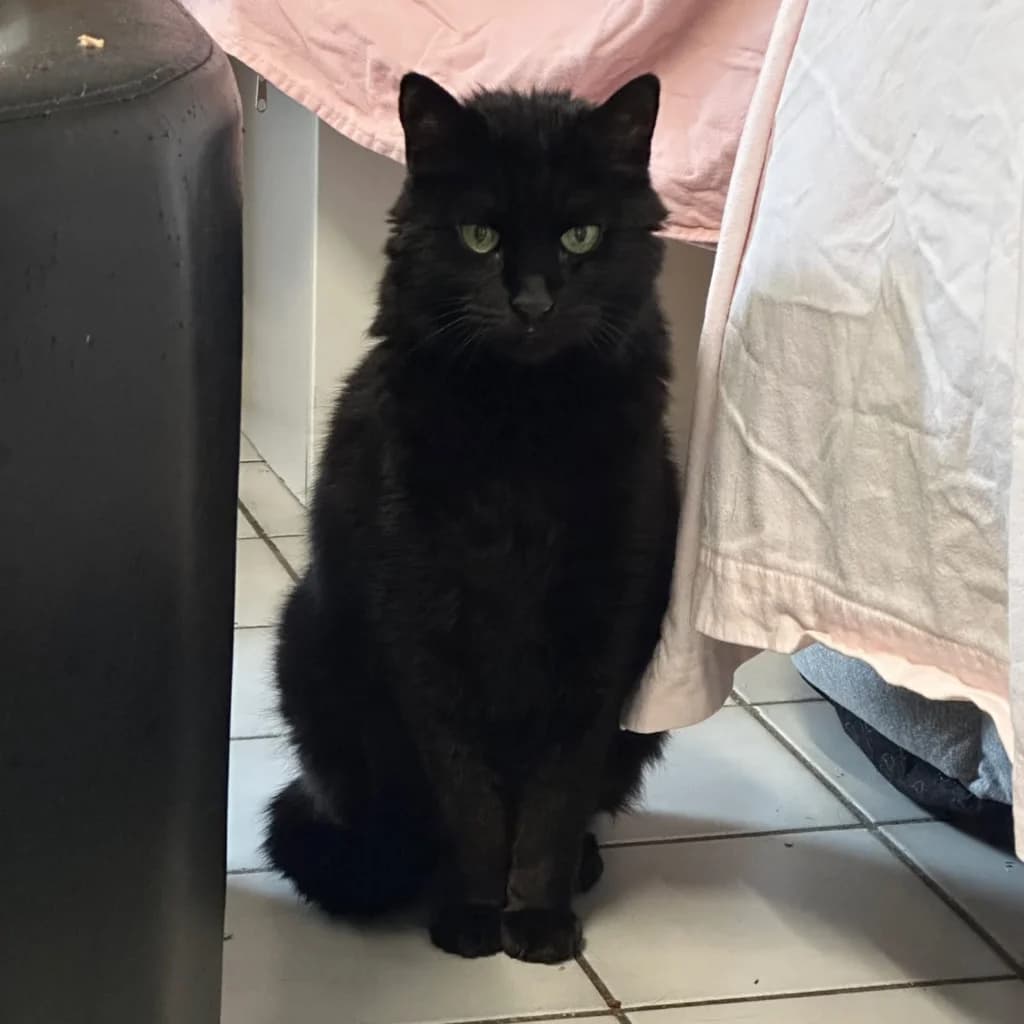 Beethoven, male senior European Shorthair for adoption at Tierheim Remscheid, Remscheid