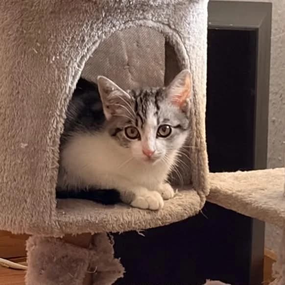 Elli, Flocke & Pina, female puppy European Shorthair for adoption at Tierheim Remscheid, Remscheid