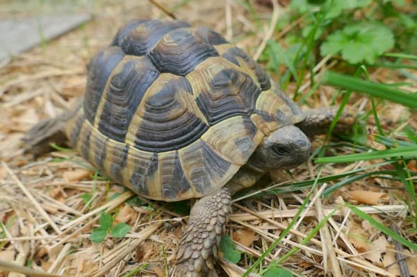 Seucher, male Mixed Breed for adoption at Tierschutzverein Reutlingen, Reutlingen