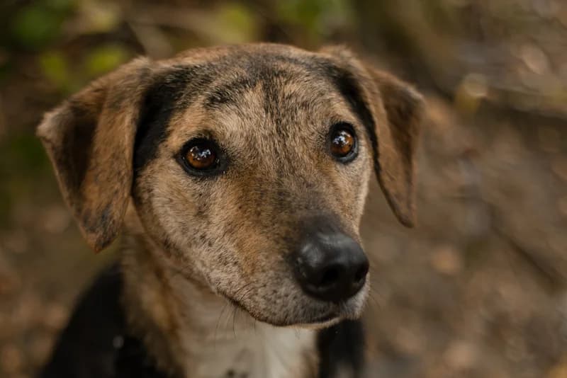 Kairo, male 5yo mixed breed for adoption at Tierschutzverein Reutlingen, Reutlingen