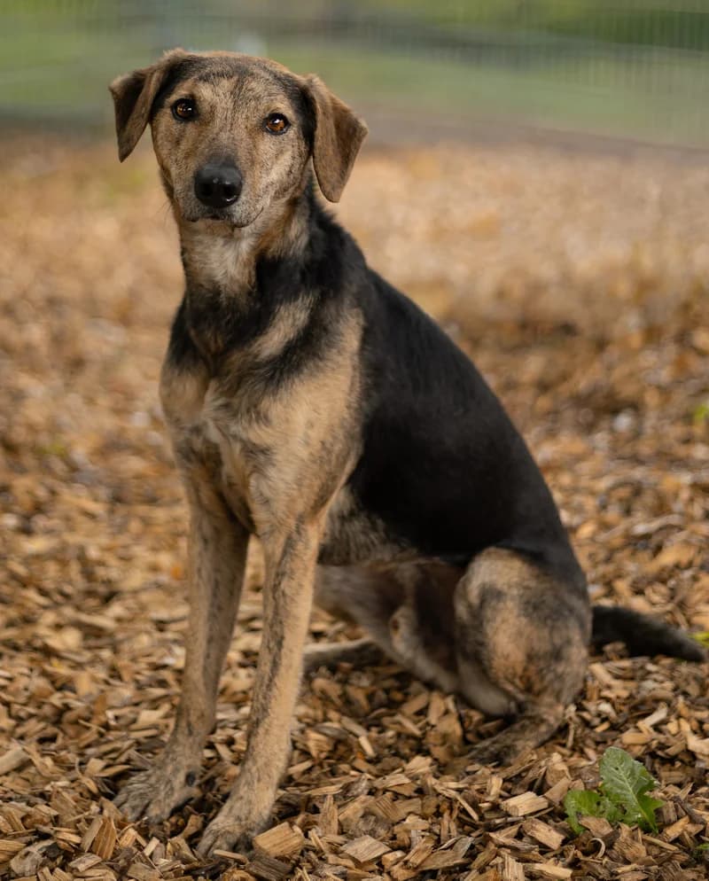Kairo, male mixed breed for adoption at Tierschutzverein Reutlingen, Reutlingen — photo 2 of 4