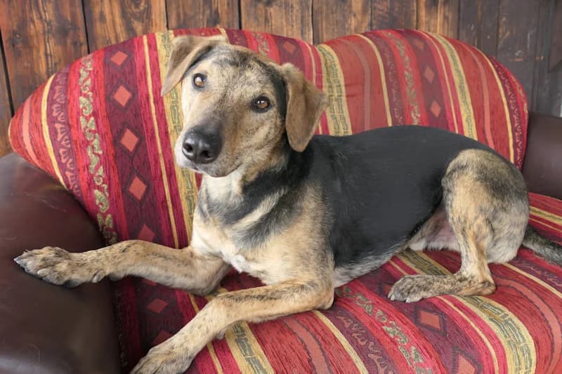 Kairo, male mixed breed for adoption at Tierschutzverein Reutlingen, Reutlingen — photo 3 of 4