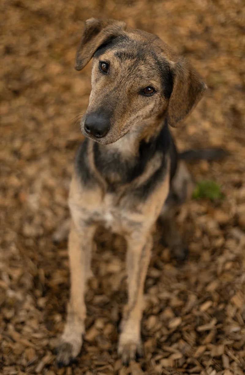 Kairo, male mixed breed for adoption at Tierschutzverein Reutlingen, Reutlingen — photo 4 of 4