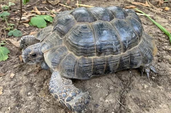 Tipsy, male Mixed Breed for adoption at Tierschutzverein Reutlingen, Reutlingen