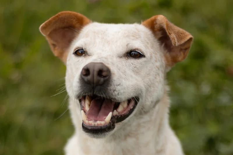 Tonka, female 7yo mixed breed for adoption at Tierschutzverein Reutlingen, Reutlingen