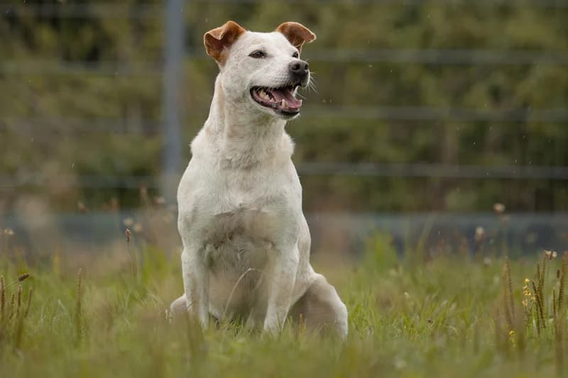 Tonka, female mixed breed for adoption at Tierschutzverein Reutlingen, Reutlingen — photo 2 of 4