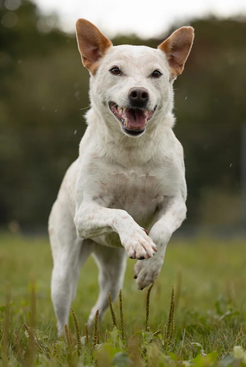 Tonka, female mixed breed for adoption at Tierschutzverein Reutlingen, Reutlingen — photo 3 of 4