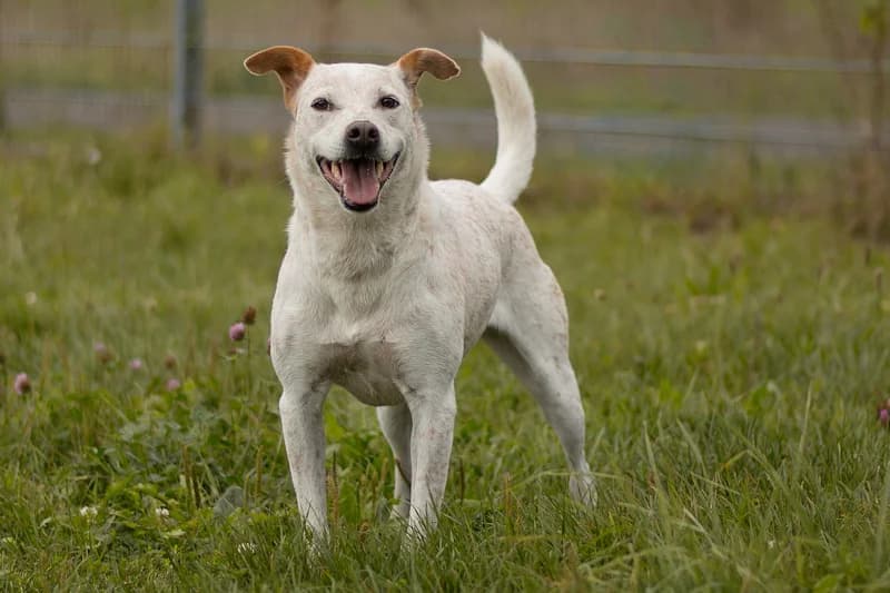 Tonka, female mixed breed for adoption at Tierschutzverein Reutlingen, Reutlingen — photo 4 of 4
