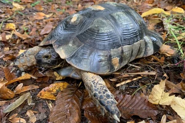 Johnny Tillotson, male Mixed Breed for adoption at Tierschutzverein Reutlingen, Reutlingen