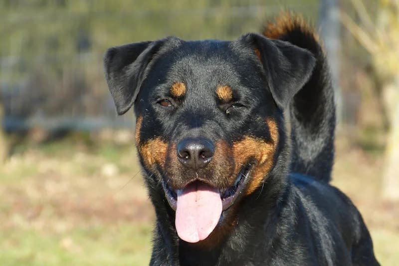 Jambo, male Rottweiler for adoption at Tierschutzverein Reutlingen, Reutlingen