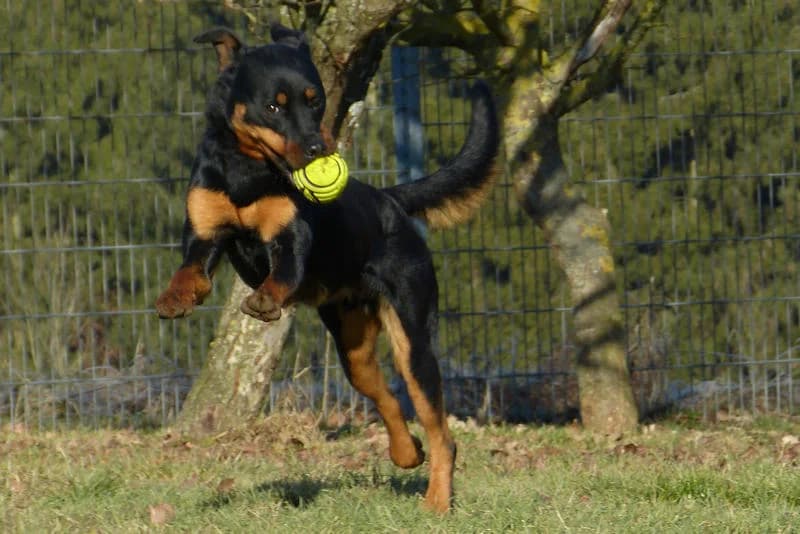 Jambo, male Rottweiler for adoption at Tierschutzverein Reutlingen, Reutlingen — photo 2 of 4