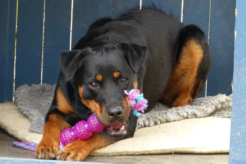 Jambo, male Rottweiler for adoption at Tierschutzverein Reutlingen, Reutlingen — photo 3 of 4
