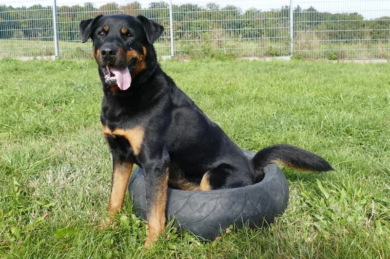 Jambo, male Rottweiler for adoption at Tierschutzverein Reutlingen, Reutlingen — photo 4 of 4