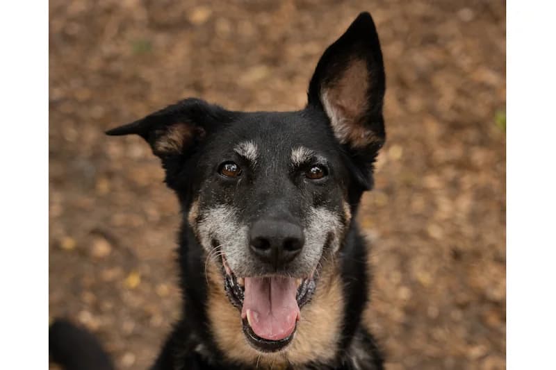 Clementine, female senior German Shepherd for adoption at Tierschutzverein Reutlingen, Reutlingen