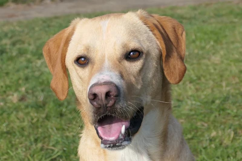 Anton, male 4yo Mixed Breed for adoption at Tierschutzverein Reutlingen, Reutlingen