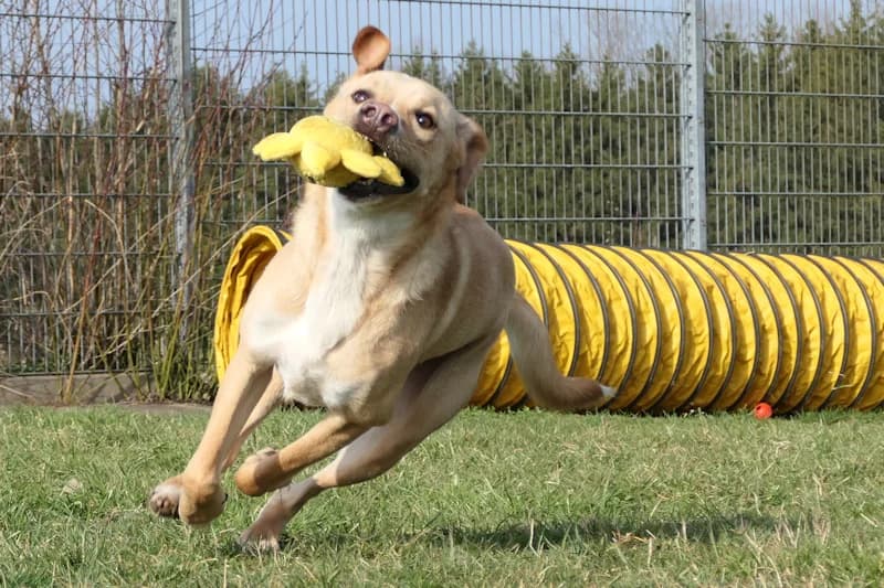 Anton, male Mixed Breed for adoption at Tierschutzverein Reutlingen, Reutlingen — photo 2 of 4
