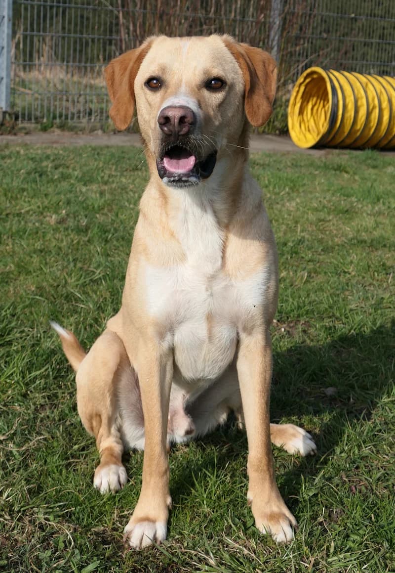 Anton, male Mixed Breed for adoption at Tierschutzverein Reutlingen, Reutlingen — photo 3 of 4