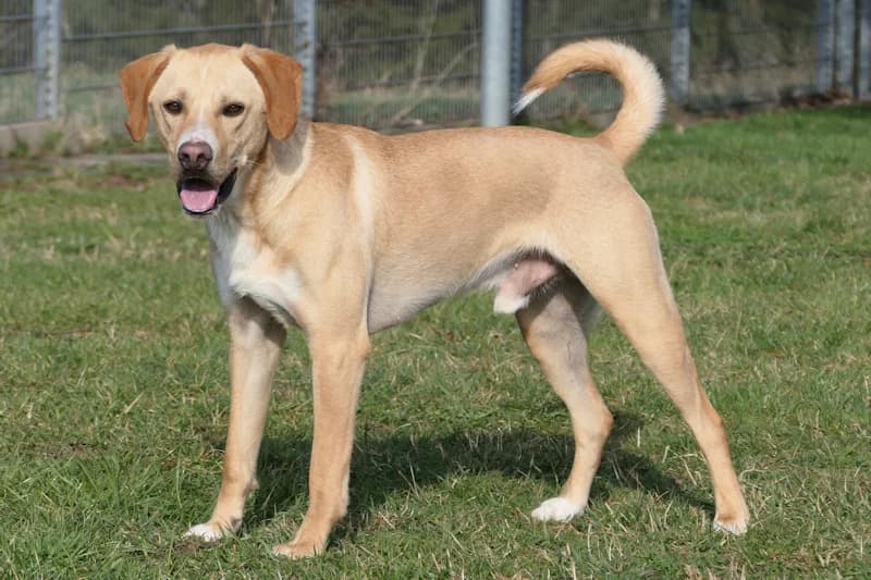 Anton, male Mixed Breed for adoption at Tierschutzverein Reutlingen, Reutlingen — photo 4 of 4