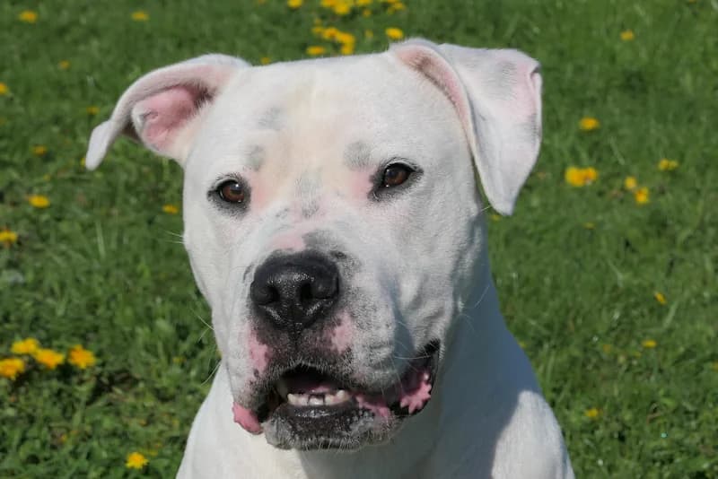 Senta, female 7yo Dogo Argentino for adoption at Tierschutzverein Reutlingen, Reutlingen