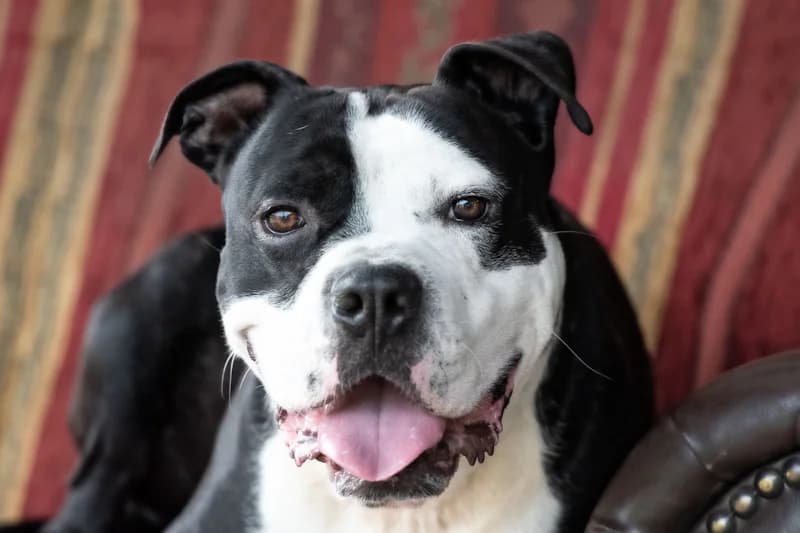 Joker, male American Staffordshire Terrier for adoption at Tierschutzverein Reutlingen, Reutlingen