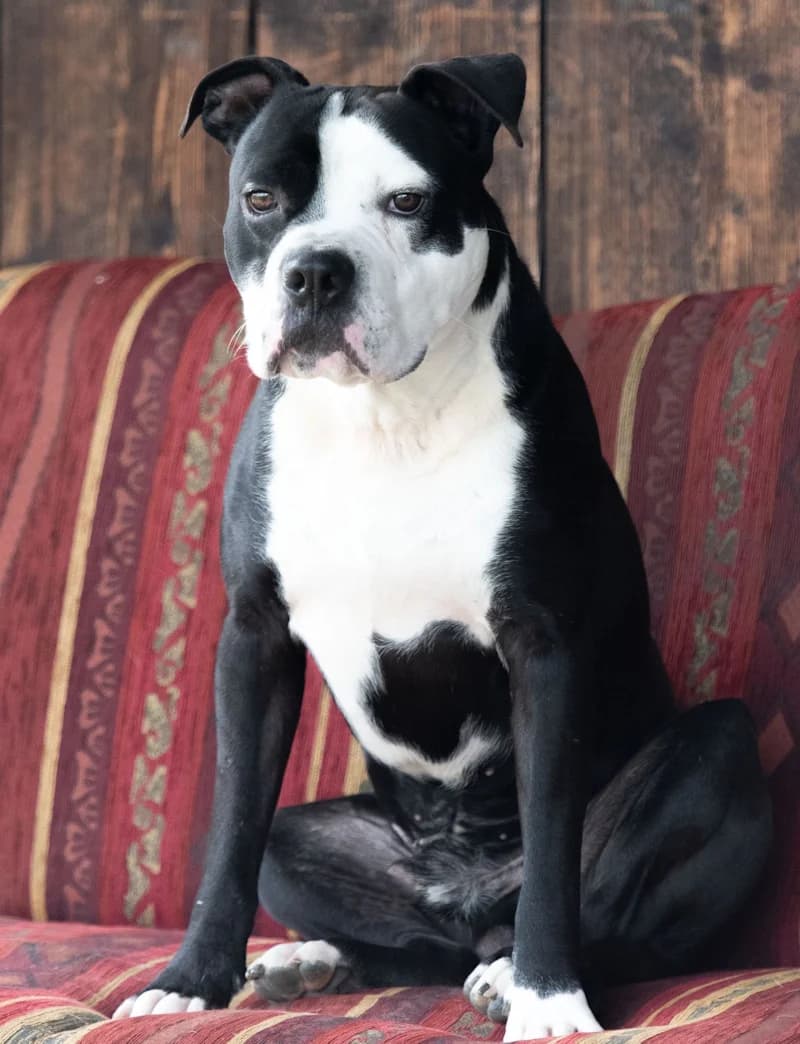 Joker, male American Staffordshire Terrier for adoption at Tierschutzverein Reutlingen, Reutlingen — photo 2 of 4